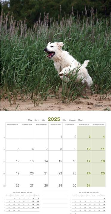Produktbild Martin Sellier Golden Retriever