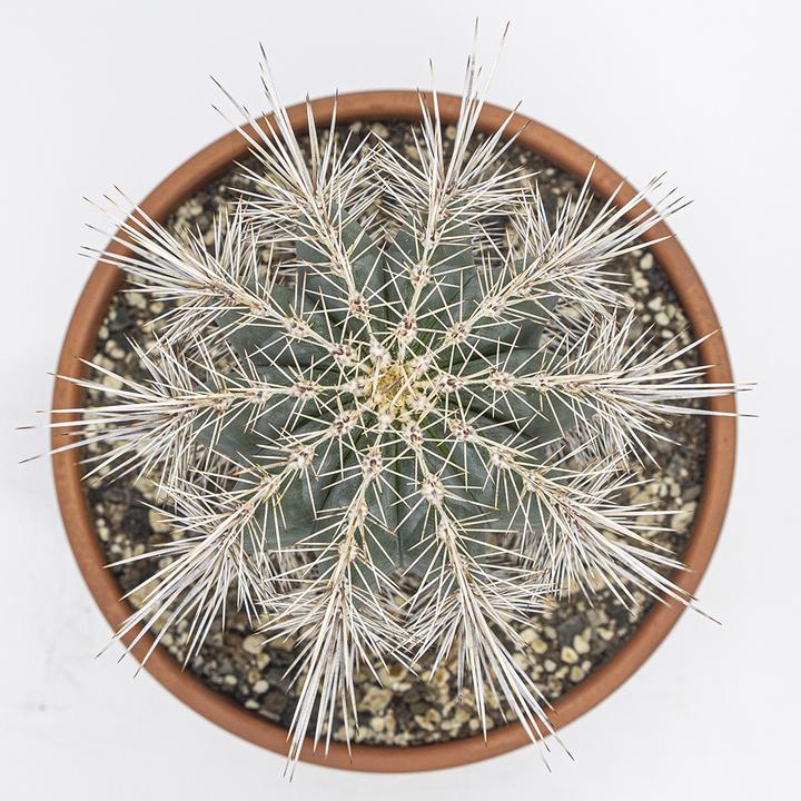 Produktbild Kakteen Gautschi Pachycereus pringlei (45 cm)