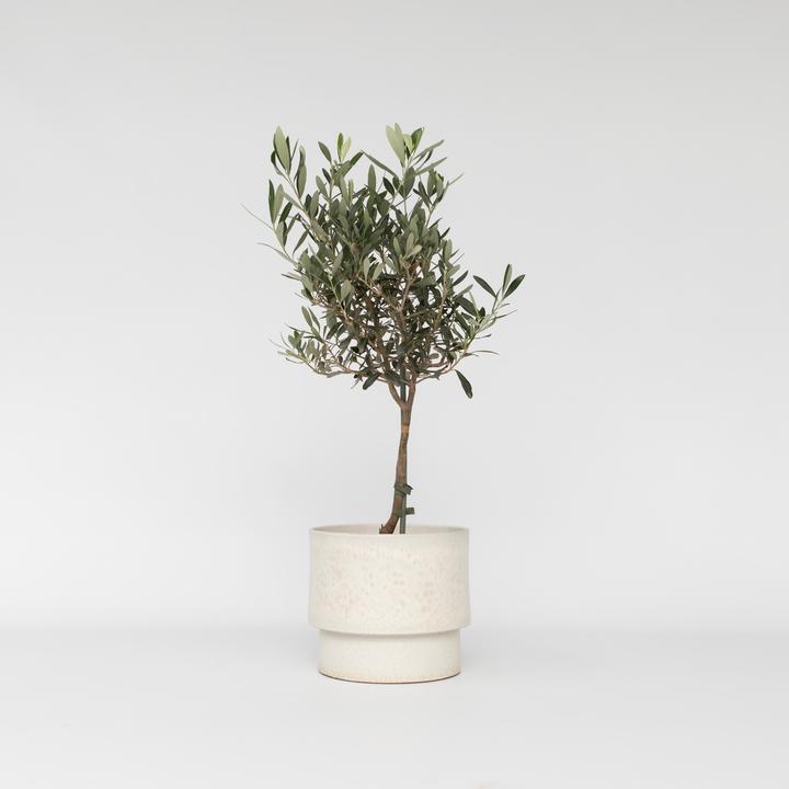 Actual product image Plant in a Box Olea Europaea - Olivenbaum (60 cm)