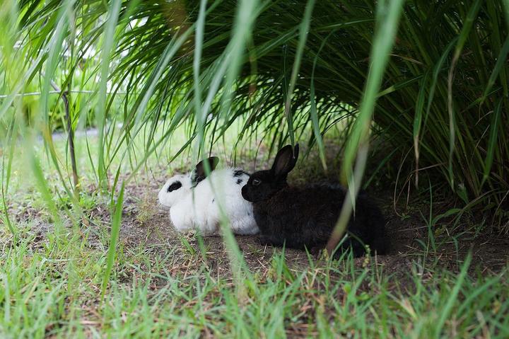 Actual product image Samyang 35mm f/1.4 Canon EF AE (Canon EF, Canon EF-S, APS-C / DX, full size)