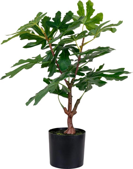 Produktbild House Nordic Fig (60 cm)