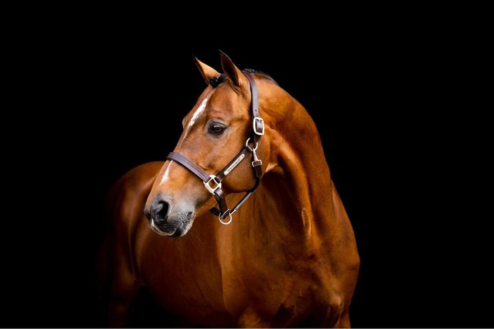 Produktbild Horseware Lederhalfter Signature