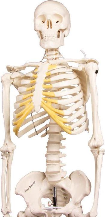 Actual product image Erler Zimmer Miniature skeleton Tom