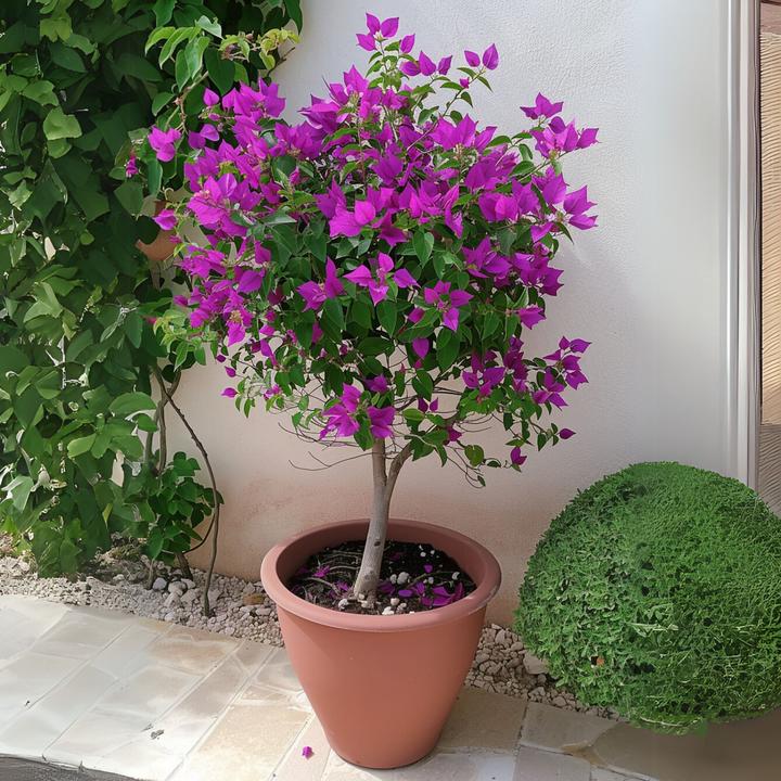 Image du produit Plant in a Box Bougainvillée 'Alexandra' - (50 cm)