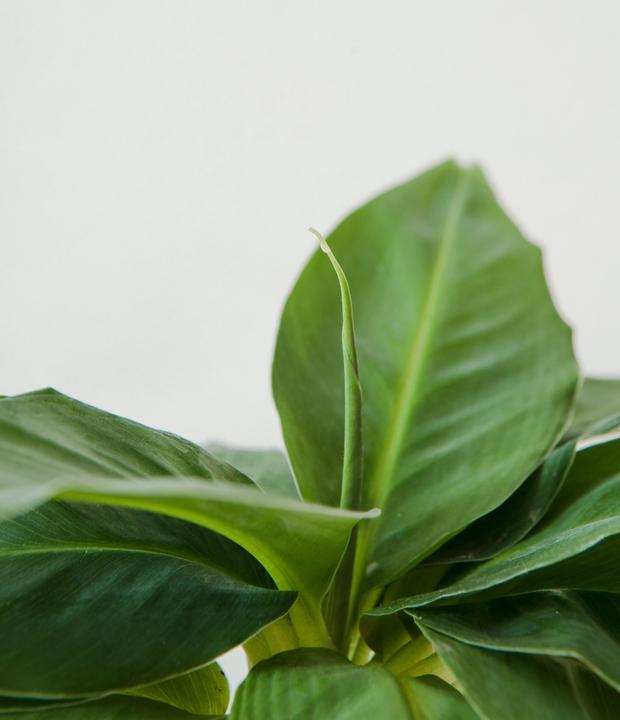 Image du produit Mahaloplants Plante de bananier nain (35 cm)