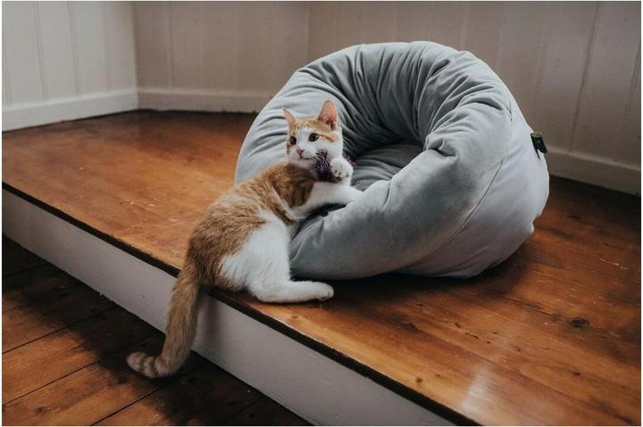 Actual product image Hunter Dog and Cat Sleeper Miranda (Cat, Dog)