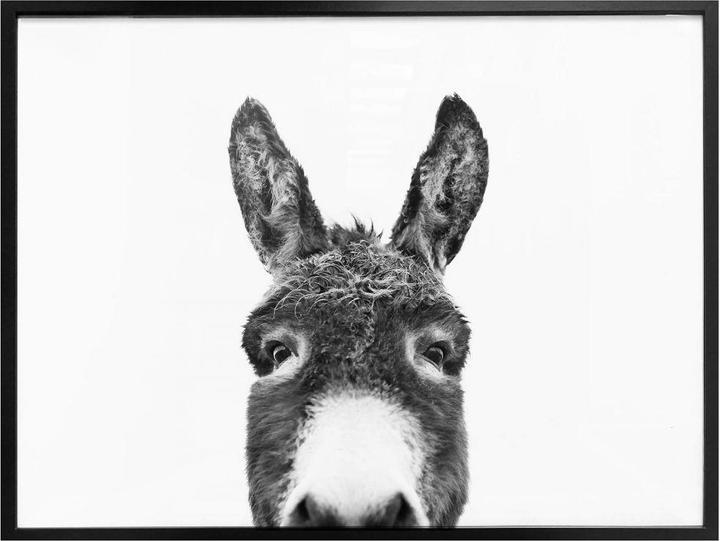 Produktbild Trenddeko Der Esel (80 x 60 cm)