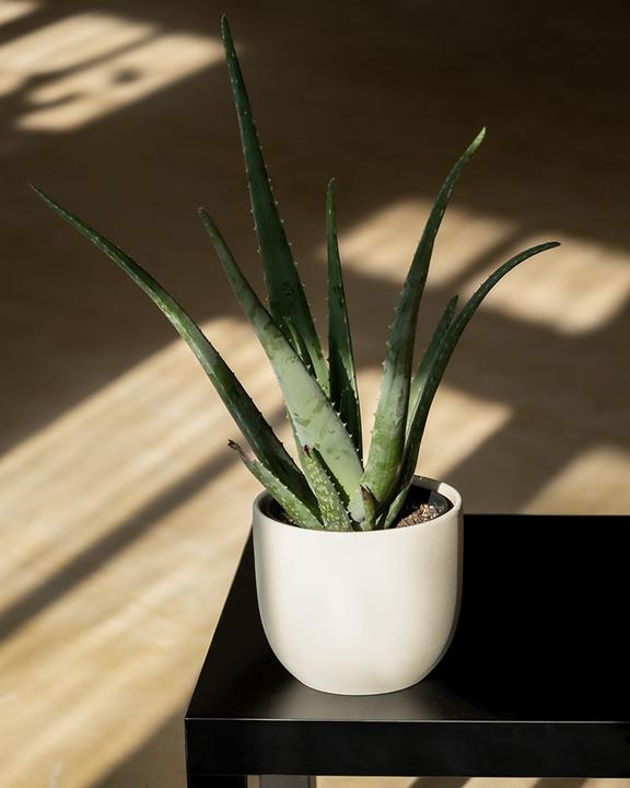 Produktbild feey Direito (16.20 x 15.50 cm)