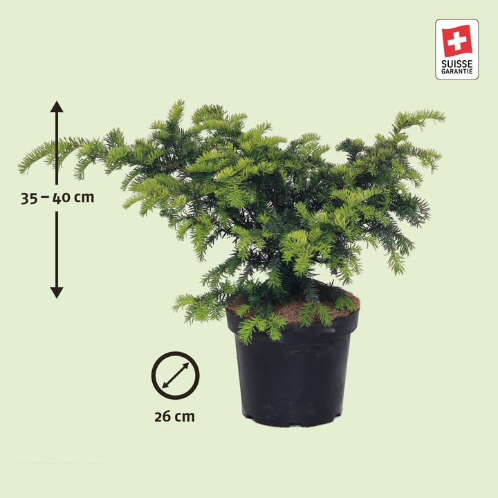 Immagine prodotto Zulauf Kissen-Eibe / Taxus bac. 'Repandens' (40 cm)