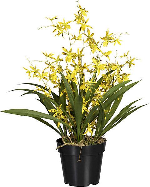 Produktbild Gasper Oncydie Dancing Queen (60 cm)