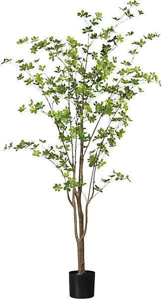 Produktbild Gasper Louisiana-Baum (180 cm)