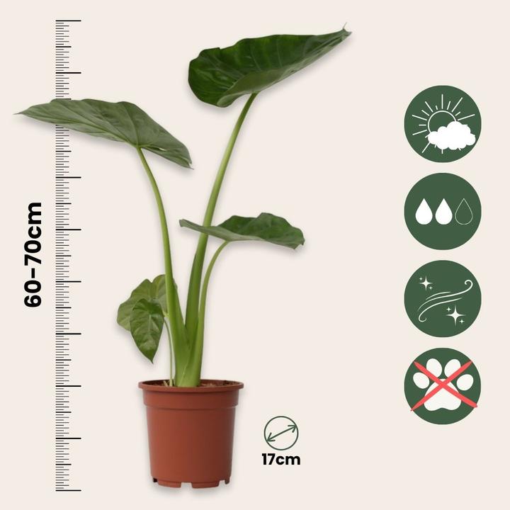 Actual product image Plant in a Box Alocasia macrorrhizos - Set of 2 Giant Ear (60 cm)