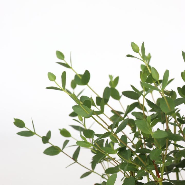 Actual product image Plant in a Box Eucalyptus parvifolia 'Oliva' - 2er Set Eukalyptus (35 cm)