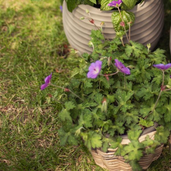 Produktbild Säntispracht Der starkwüchsige Storchschnabel - Geranium pratense 'Rozanne' (40 cm)