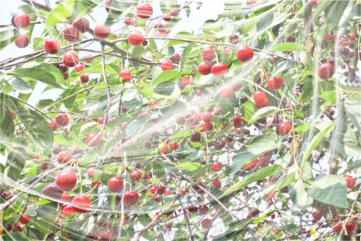 Produktbild Windhager Kirschessig-Fliegen-Netze