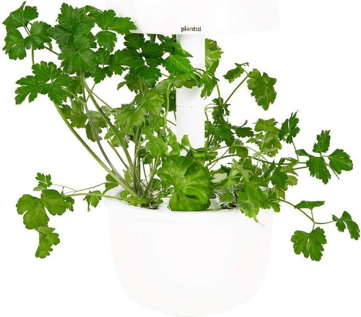 Produktbild Plantui Petersilie (Kräutersamen)