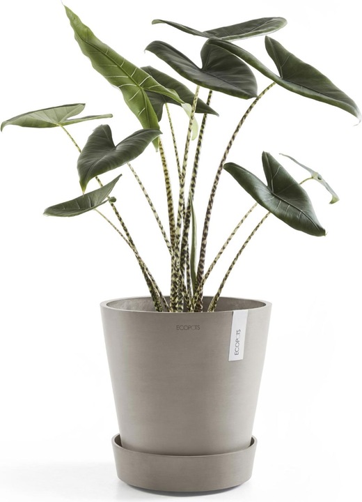 Actual product image Ecopots Saucer on Wheels