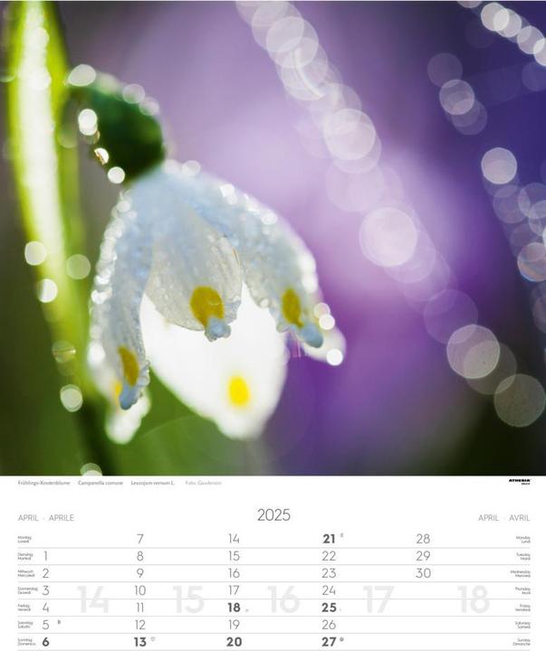 Actual product image Alps Calendar 2025 (German)