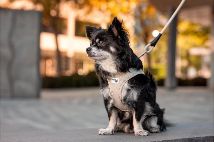 Actual product image Curli Harness Vest Air-Mesh S, Black (S, Dog, General)