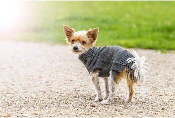 Actual product image Chiara Pullover Elli (40, Dog jumper)