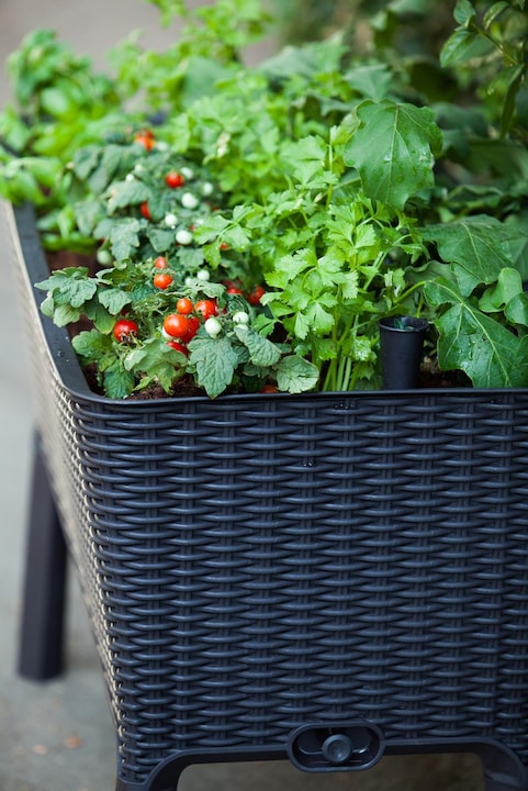 Produktbild Keter Easy Growing