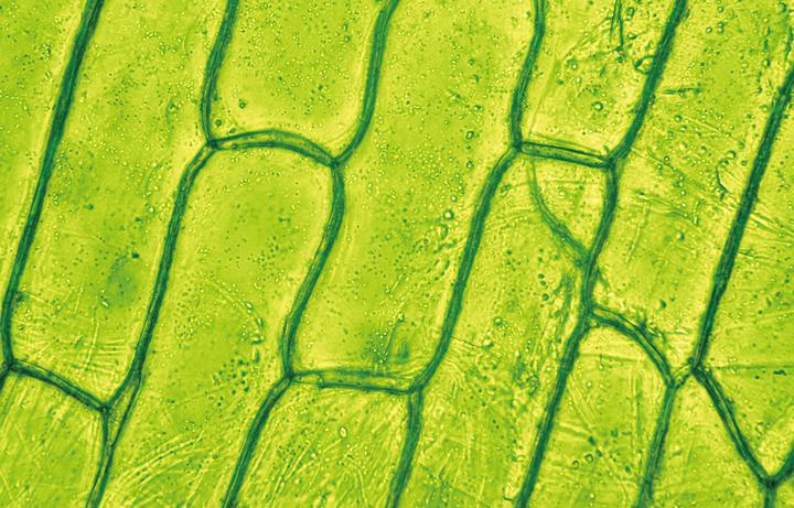 Image du produit Hape Microscope portable