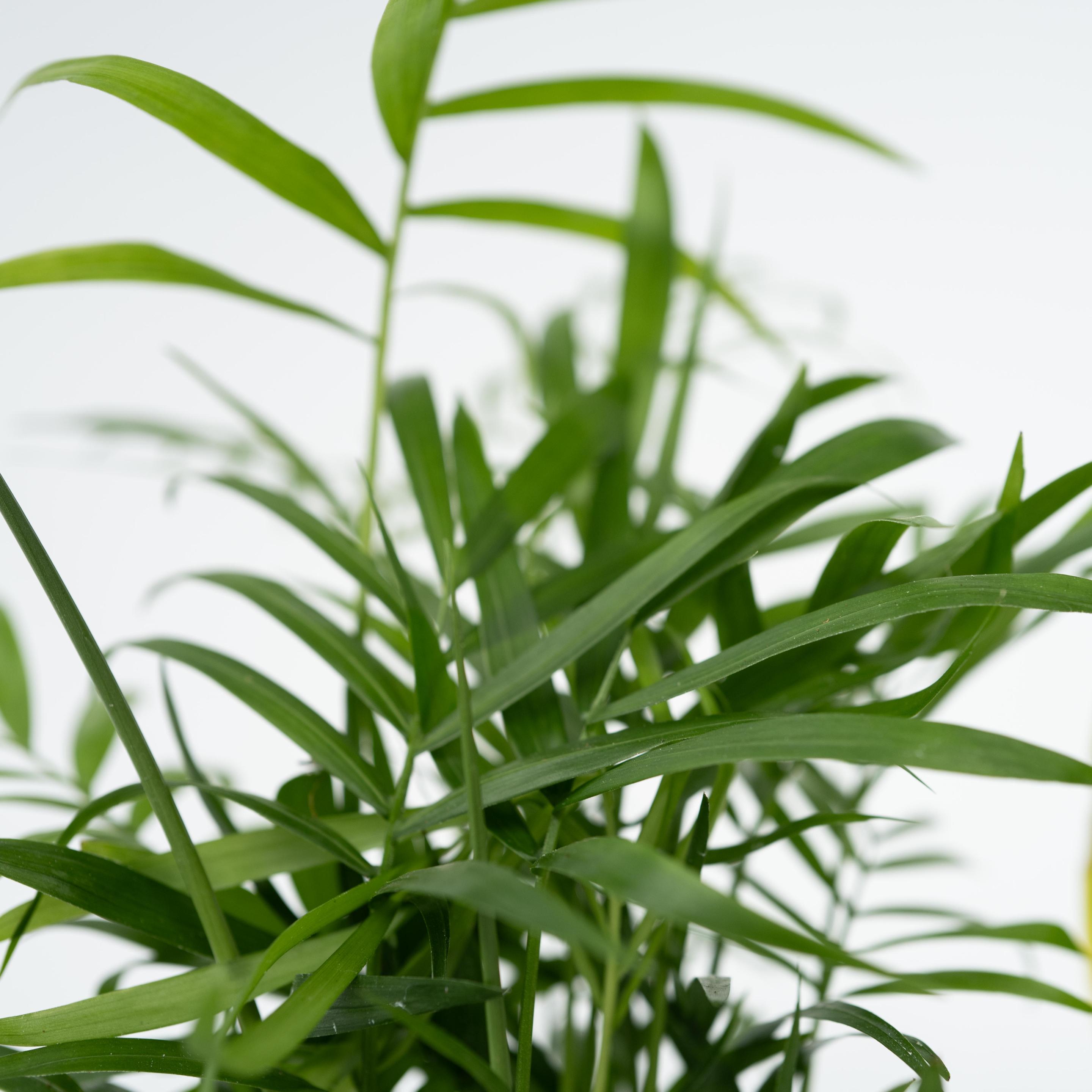 Thumbnail - Plant in a Box, Pflanzen, Sansevieria, Chamaedorea, Ctenanthe, Clusia (40 cm)