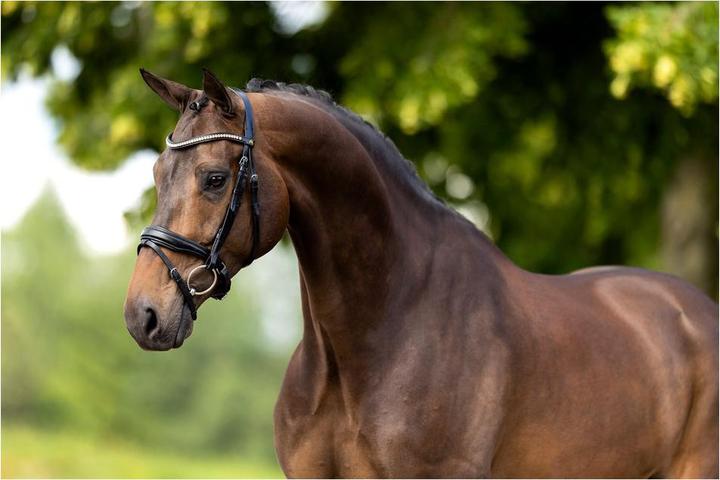 Produktbild BR Equestrian Equipment Oldham