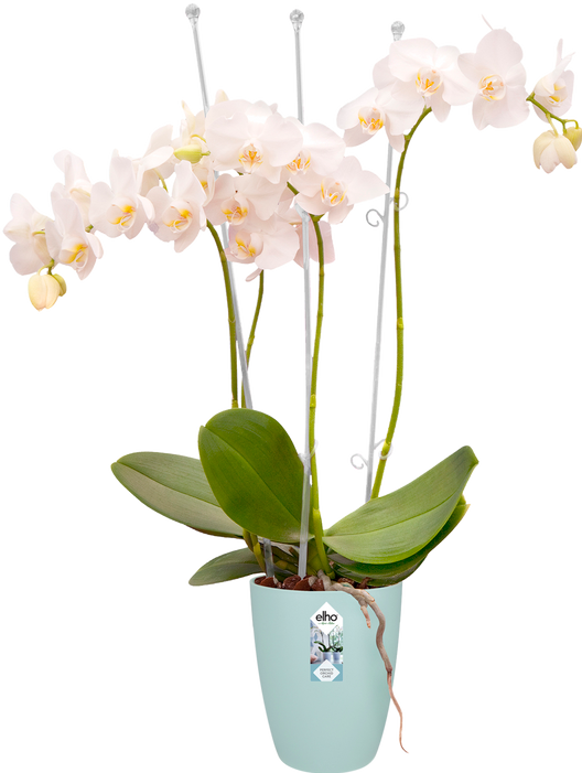 Produktbild Elho Brussels (13 cm)