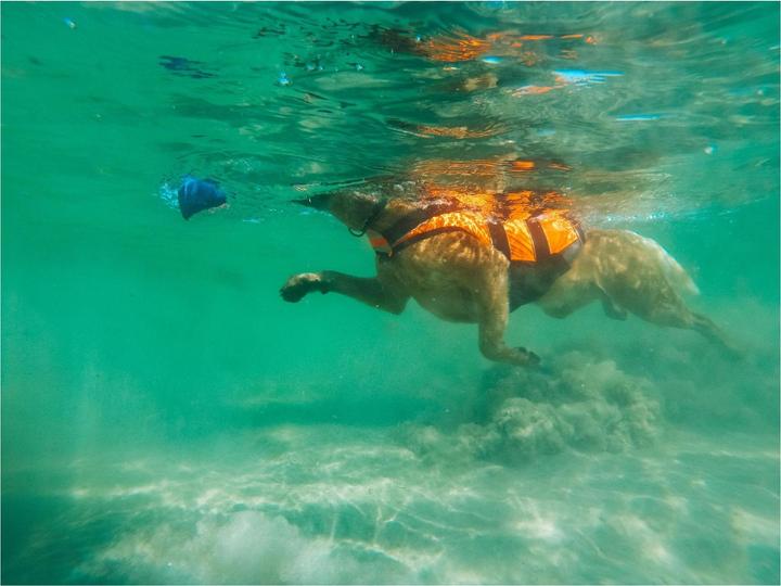 Immagine prodotto Non-Stop Dogwear Giubbotto di salvataggio Safe Gilet da nuoto M (4, Giubbotto di salvataggio per cani)