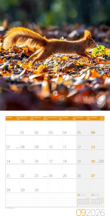 Actual product image Eichhörnchen Kalender 2026 - 30x30