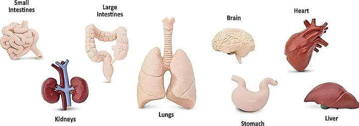 Actual product image Safari Human organs