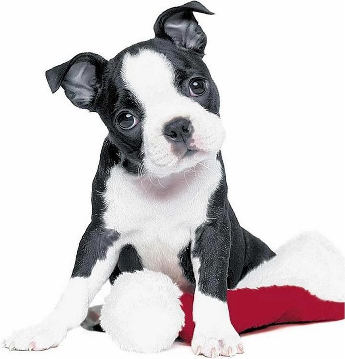 Actual product image Paper + Design Christmas napkins (20 x, 33 cm x 33 cm)