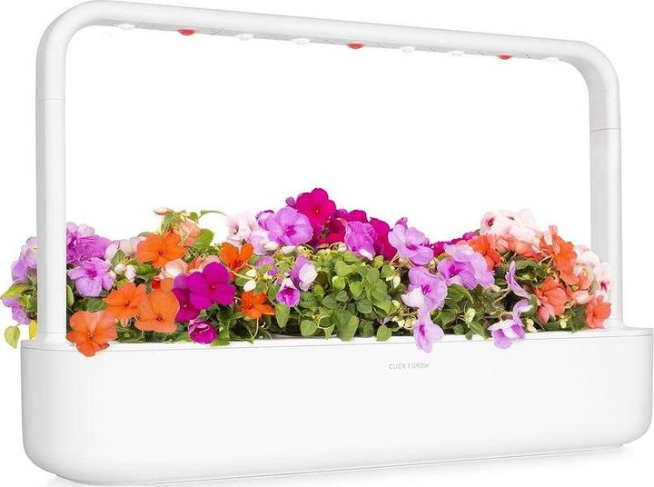 Actual product image Click and Grow Busy Lizzy (Flower seeds)