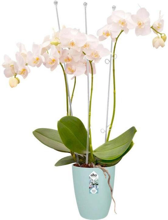 Image du produit Elho Brussels (13 x 15 cm)