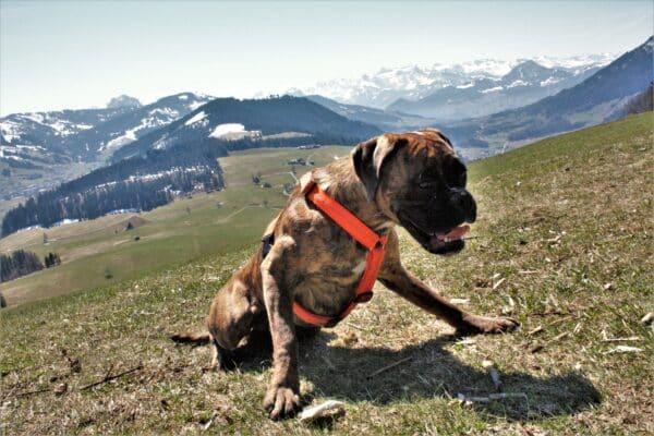 Immagine prodotto PerAnimal Vitalità e protezione per cani e gatti (Cane)