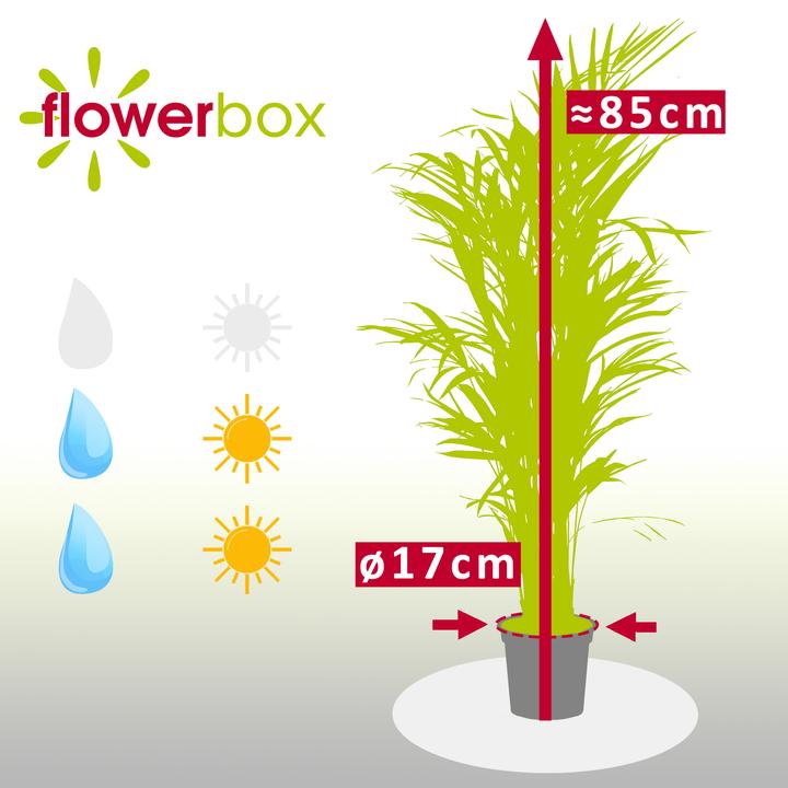 Produktbild Flowerbox Goldfruchtpalme - Areca Dypsis Lutescens (100 cm)