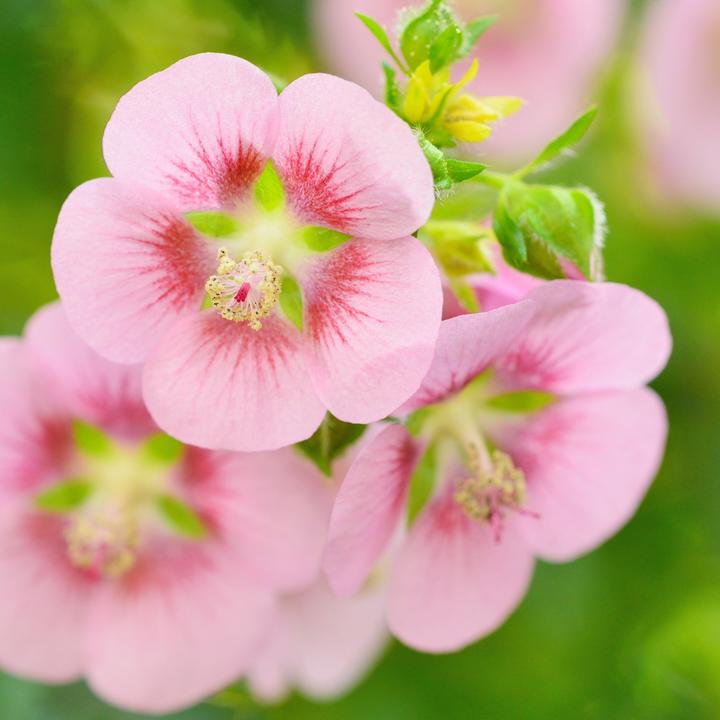 Immagine prodotto Plant in a Box Anisodontea capensis 'El Rayo' - Set di 3 malva del Capo (25 cm)