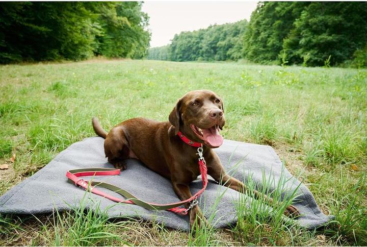 Image du produit Laboni Couverture Teddy M (Chien)