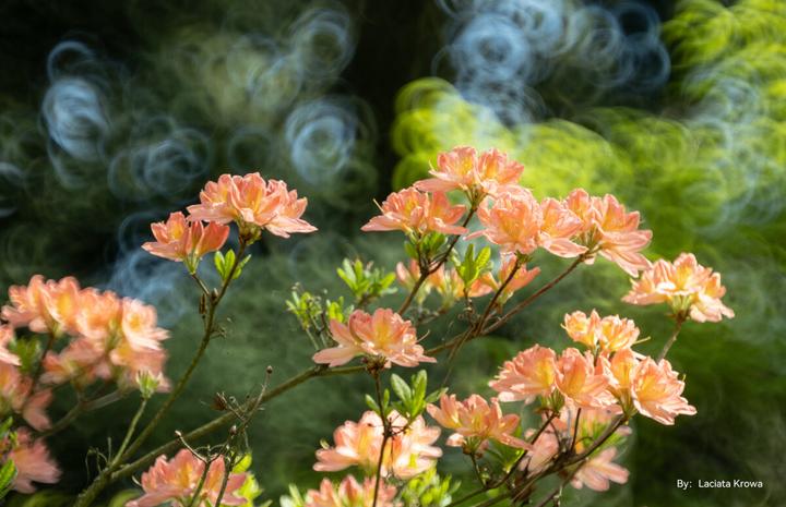 Immagine prodotto TTArtisan 250 mm f5,6 VF per M42 Mont nero / nero (M42, Full frame)