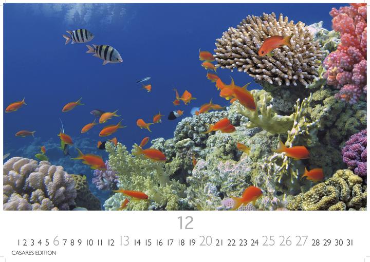 Actual product image Unterwasserwelten 2026 S 24x35cm (24 x 35 cm)