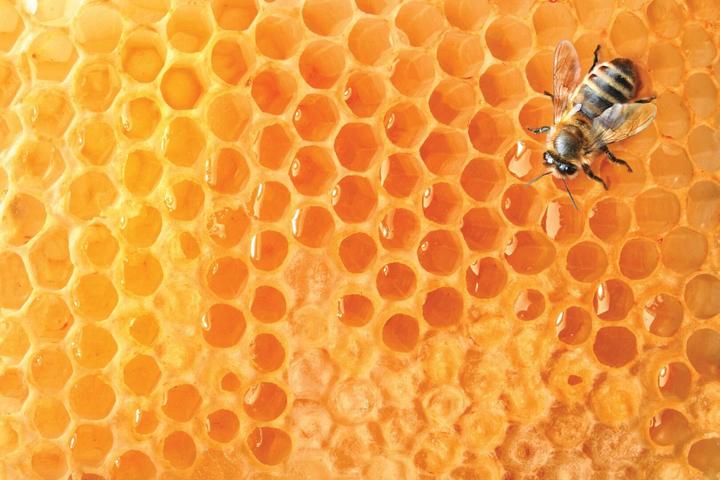 Produktbild Arkopharma Arkocaps Bio Propolis Kapseln (40 Stück, Kapseln, 40 g)