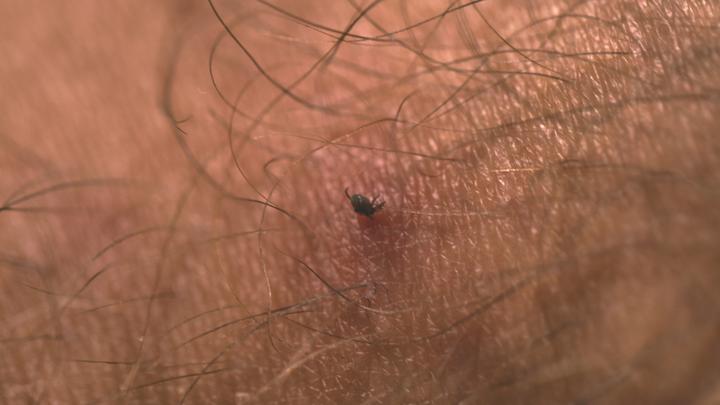 Immagine prodotto Lifesystems Scheda di rimozione delle zecche (Cane)