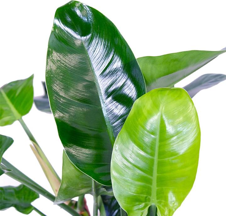 Actual product image VEG and the City Cali (Tree Lover - Philodendron Imperial Green) (65 cm)