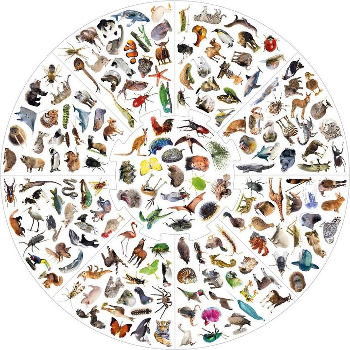 Produktbild Educa Vildkatten - Animals (018975) (Deutsch, 2 - 8 Spieler)