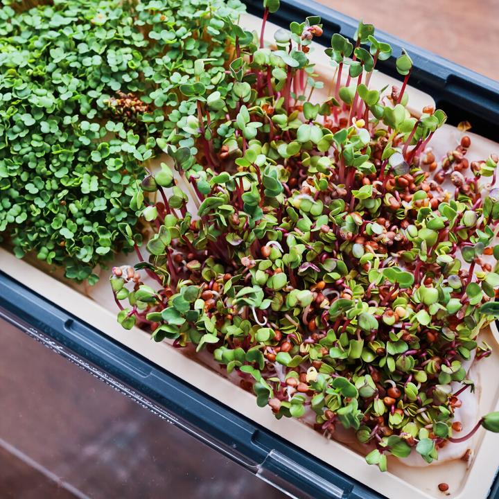 Actual product image Gusta Garden Kräutertopf HARRY HERBS mit Haube, Weiss (36.50 x 15 x 25 cm)