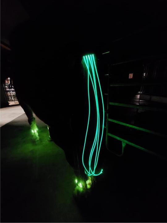 Image du produit Animal Light Eclairage LED de la queue Long 20