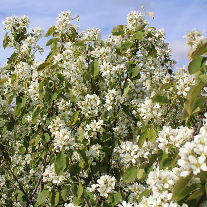 Produktbild Zulauf Gewöhnliche Felsenbirne / Amelanchier ovalis (100 cm)