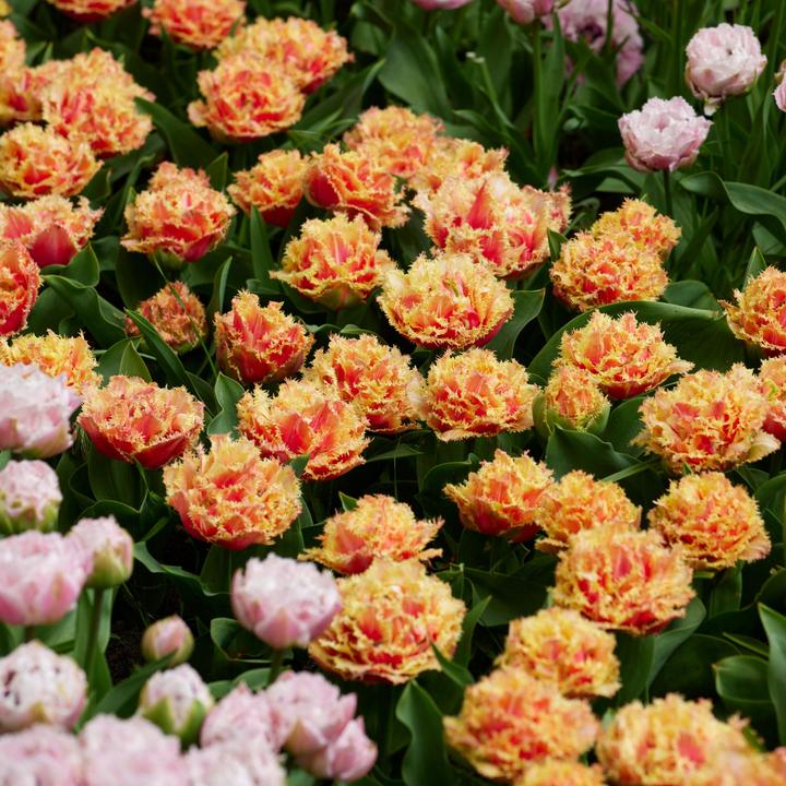 Image du produit Plant in a Box Tulipa Brisbane - Lot de 20 tulipes (10 cm)