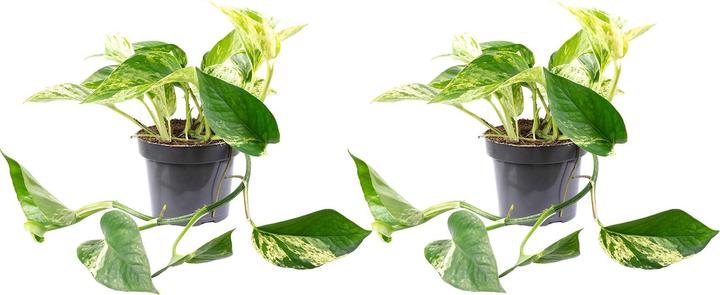 Flowerbox Set of 2 Ivy - Epipremnum aureum (15 cm)